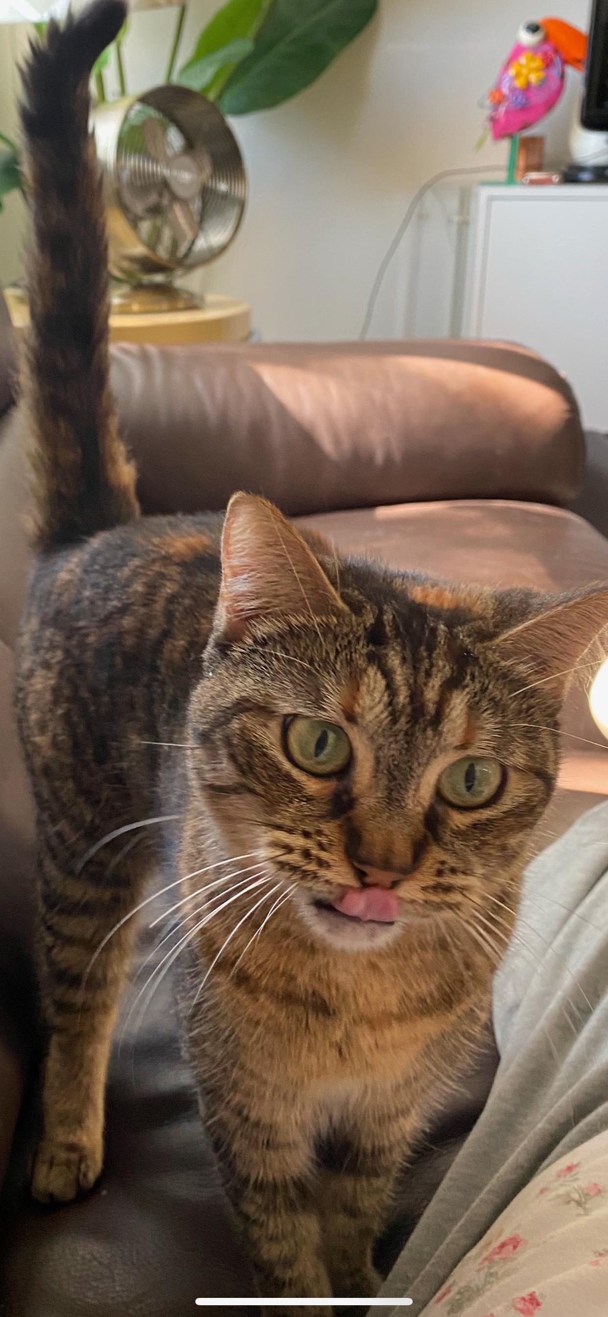 Enlarge Clara Louise, a Adoptable Domestic Short Hair in Laconia, NH image 2/5