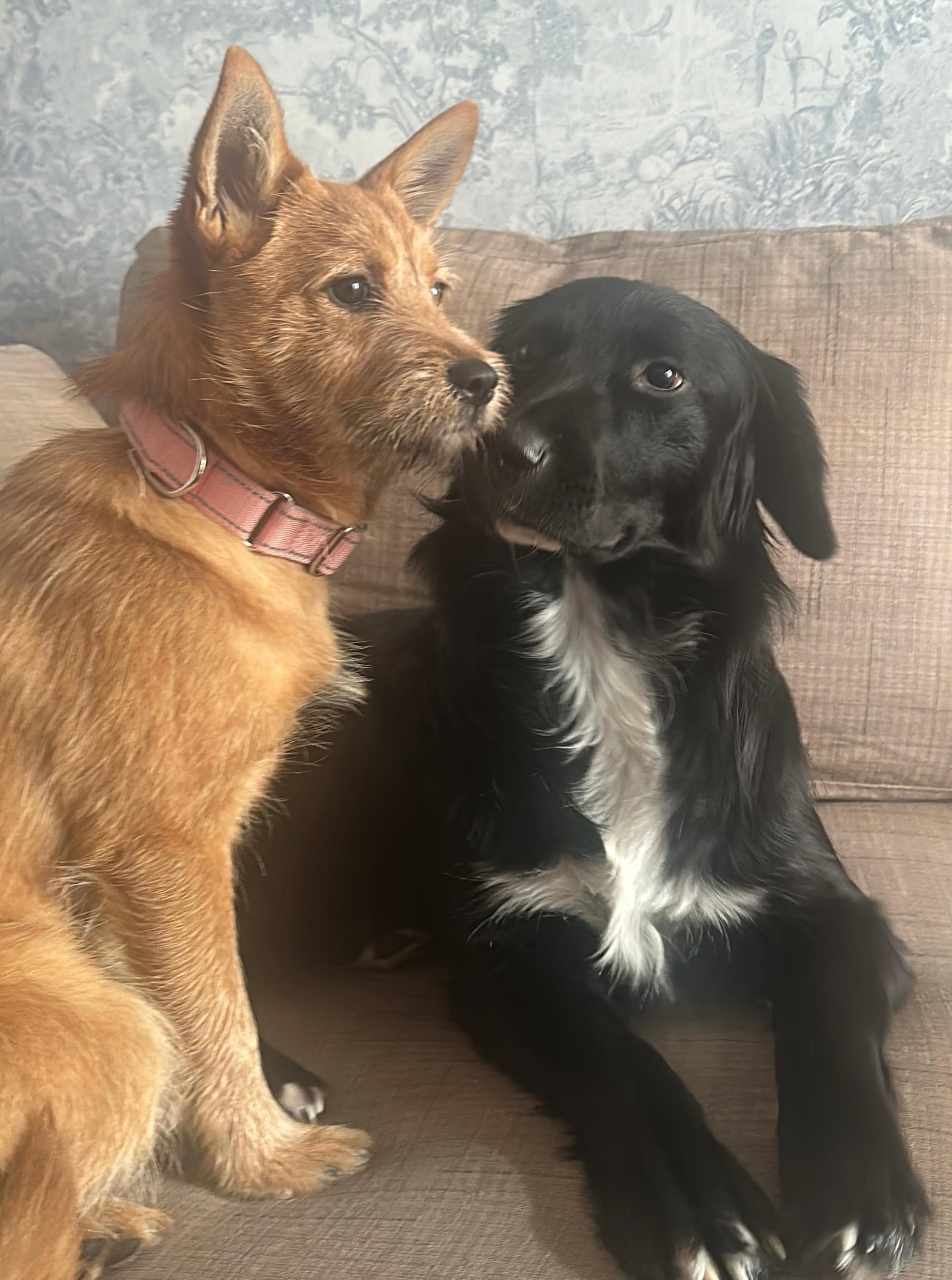 Enlarge Oso, a Adoptable mixed breed in Hoboken, NJ image 2/6