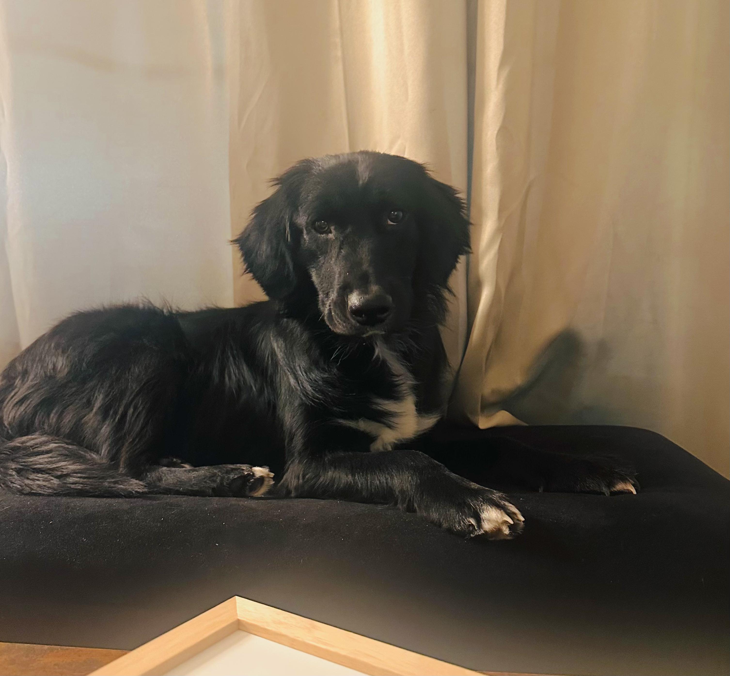 Enlarge Oso, a Adoptable mixed breed in Hoboken, NJ image 4/6