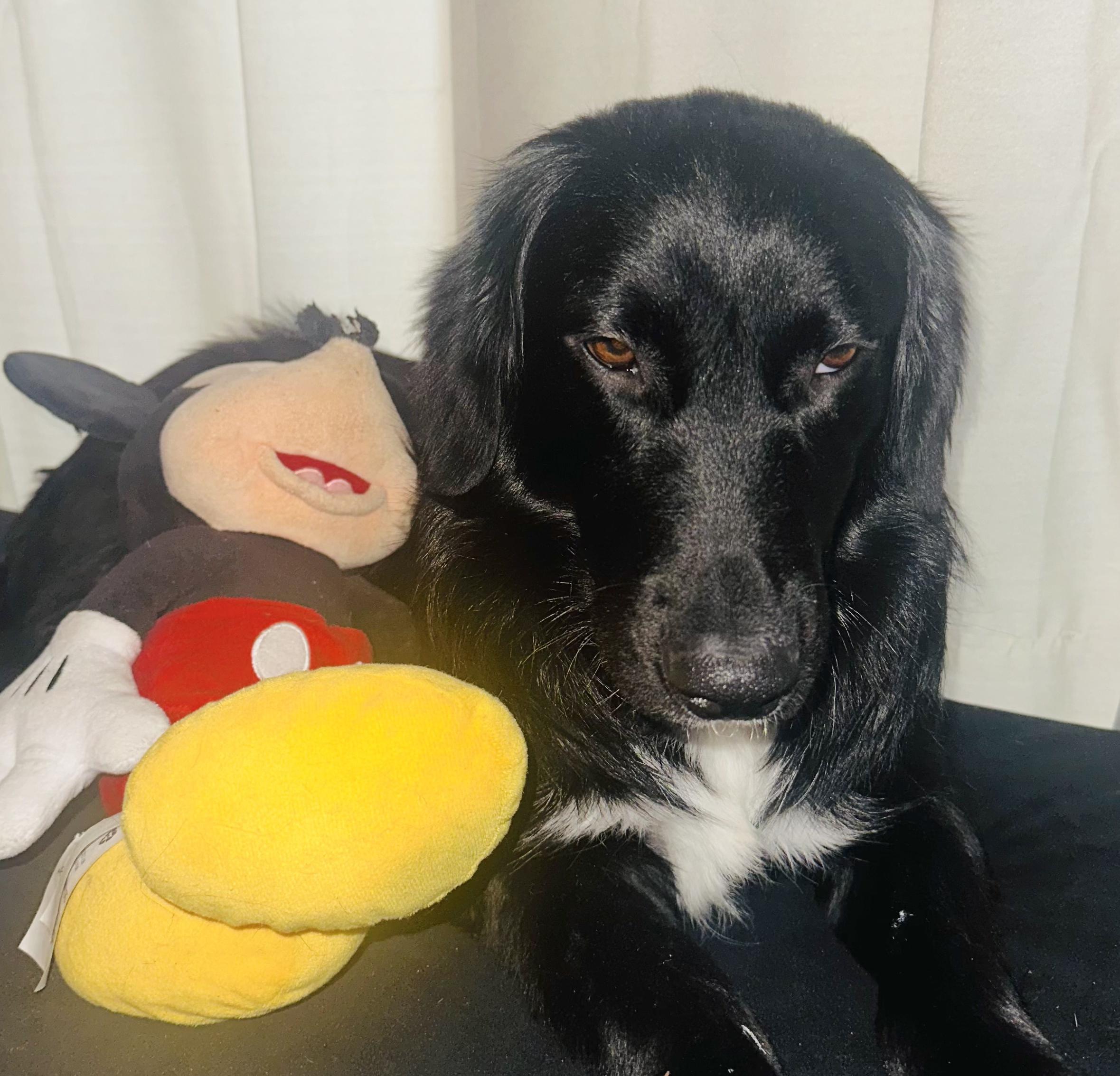 Enlarge Oso, a Adoptable mixed breed in Hoboken, NJ image 3/6