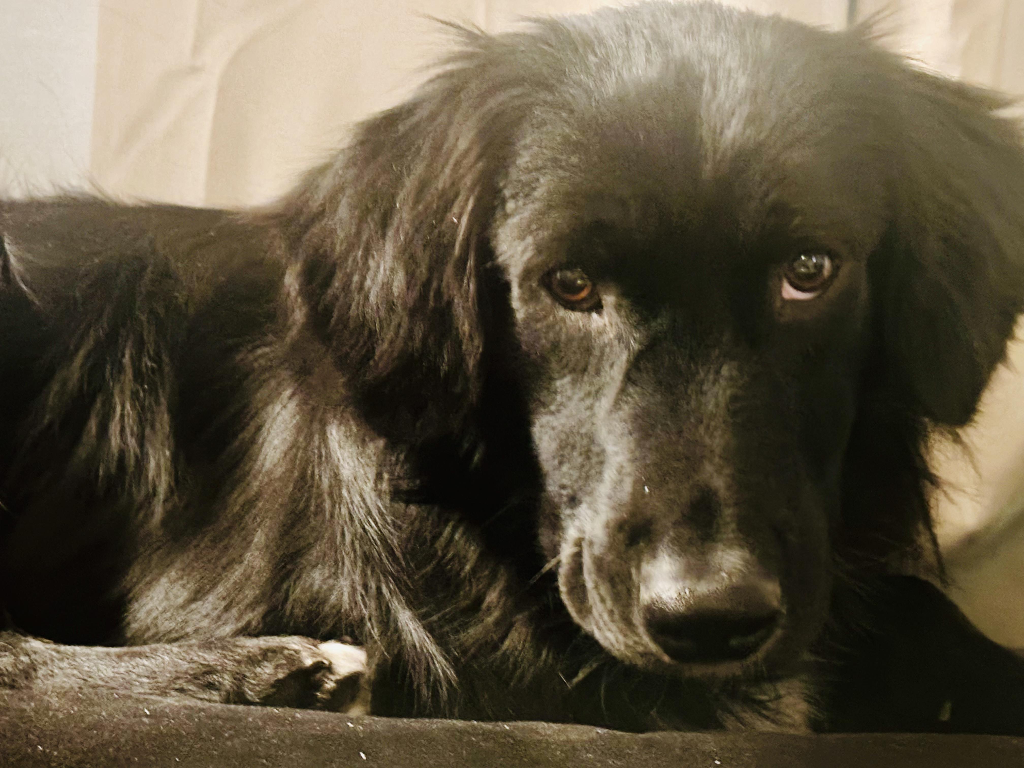 Enlarge Oso, a Adoptable mixed breed in Hoboken, NJ image 5/6