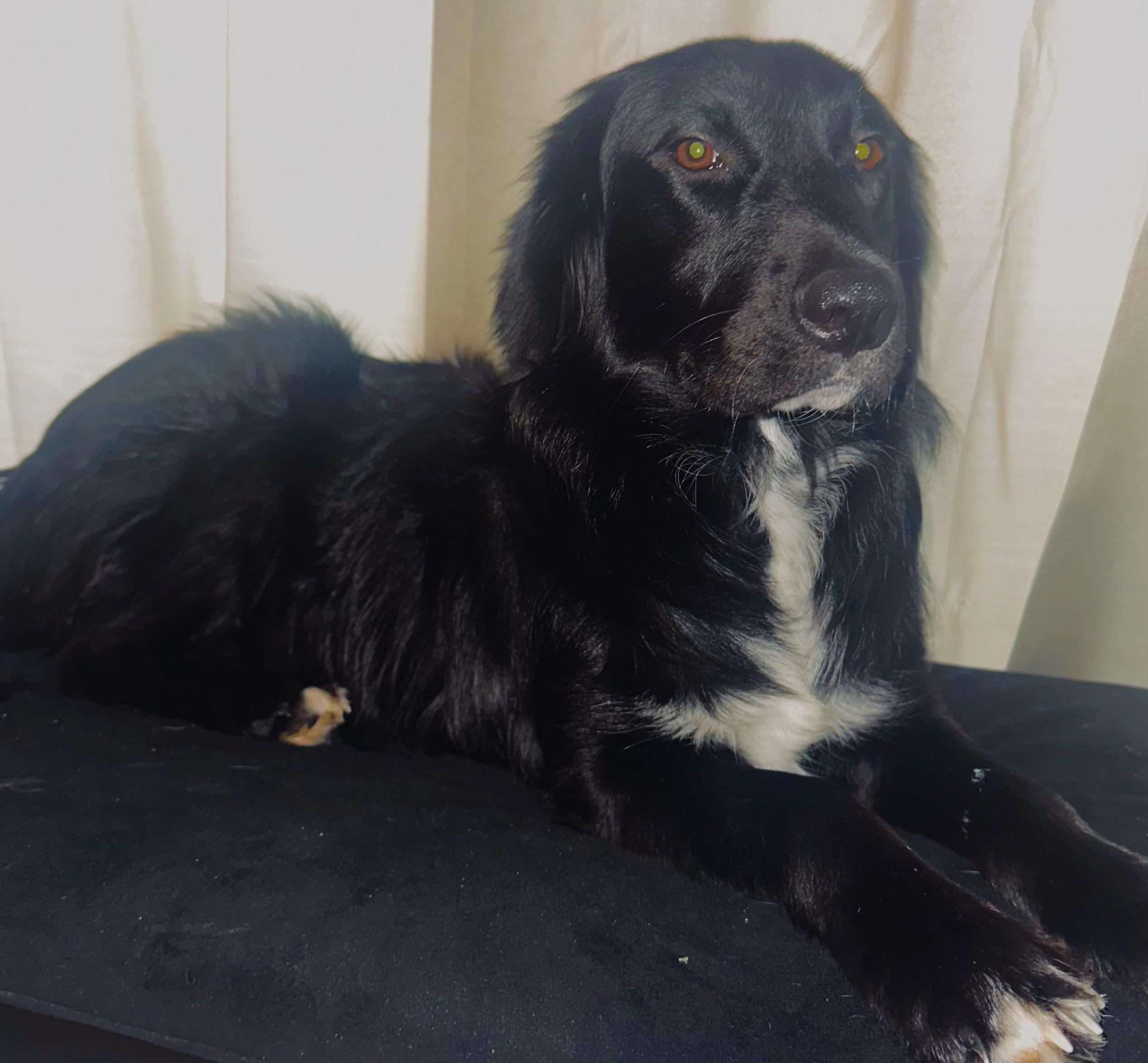 Enlarge Oso, a Adoptable mixed breed in Hoboken, NJ image 1/6