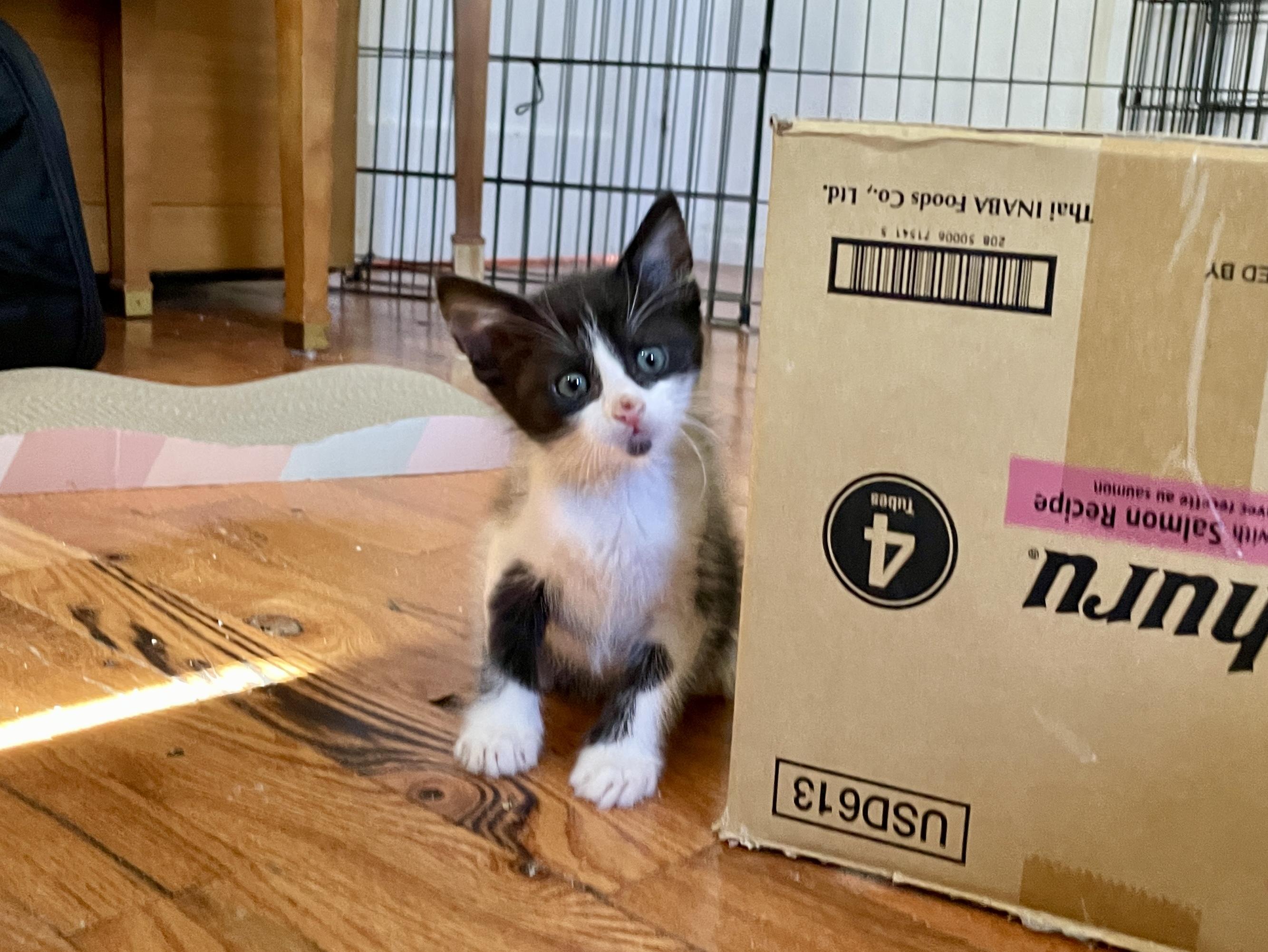 Leonardo DiCatrio, Adoptable, Kitten Male Domestic Medium Hair.