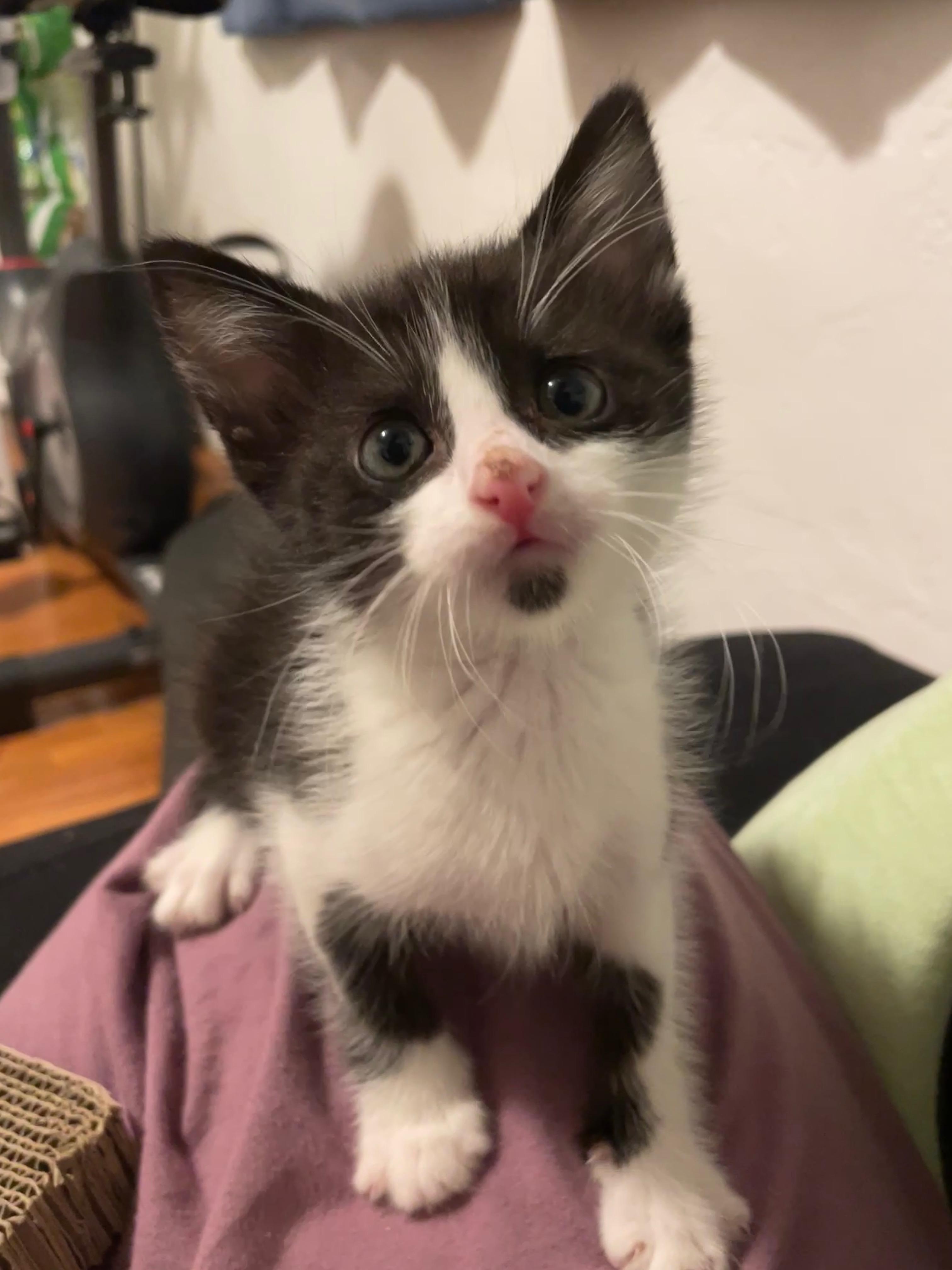 Leonardo DiCatrio, a Adoptable Domestic Medium Hair in Pasadena, CA image 2/4