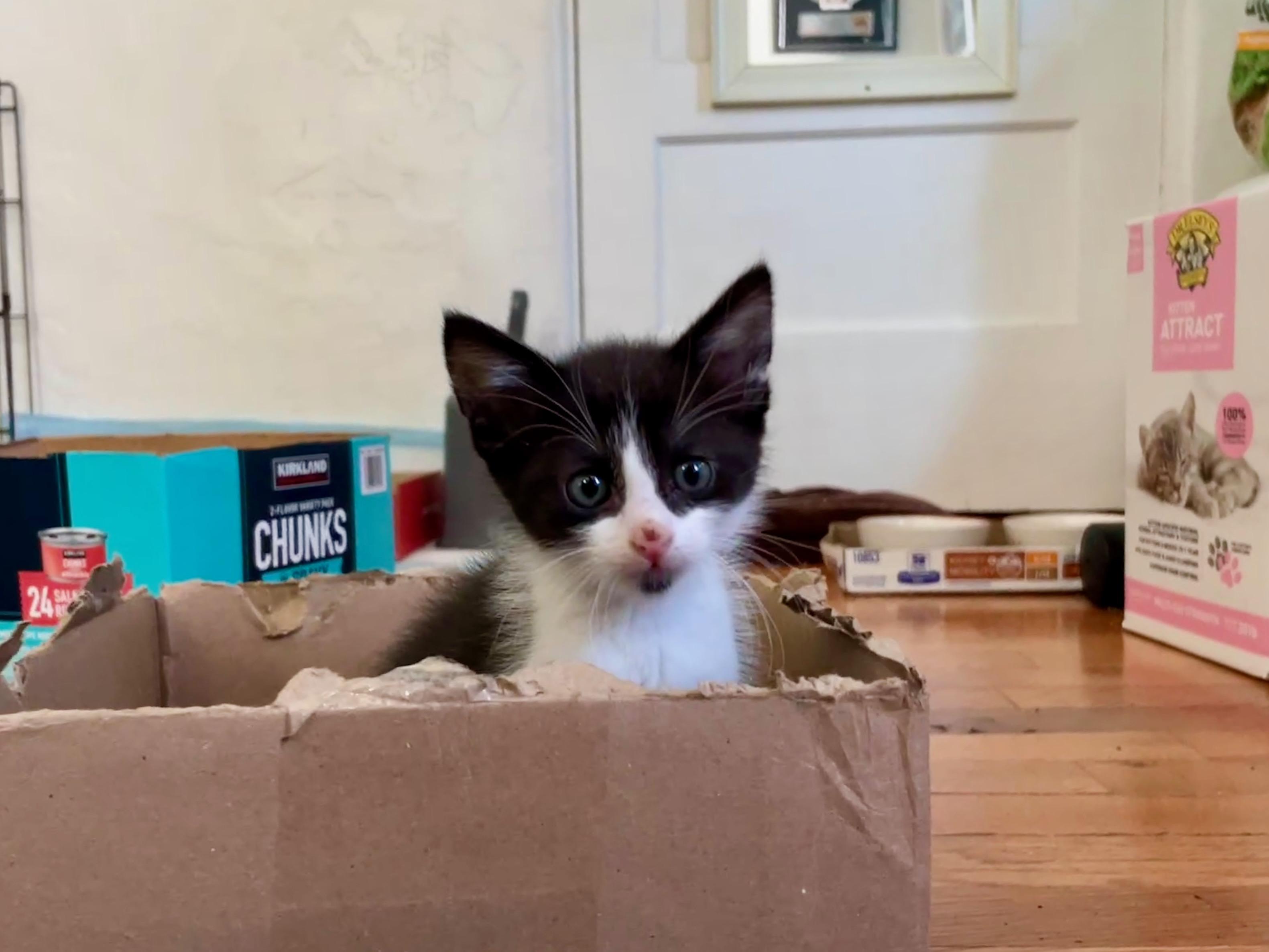 Leonardo DiCatrio, a Adoptable Domestic Medium Hair in Pasadena, CA image 3/4