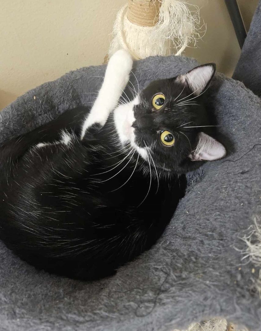 NICOLE HAUGHT, a Adoptable mixed breed in HEMET, CA image 2/6