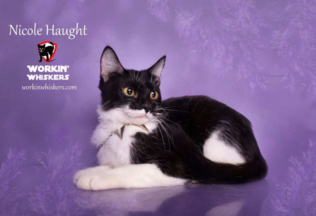 NICOLE HAUGHT, a Adoptable mixed breed in HEMET, CA image 3/6