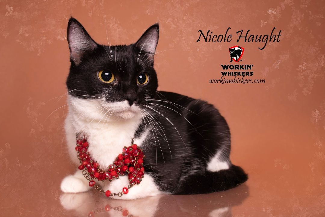 NICOLE HAUGHT, a Adoptable mixed breed in HEMET, CA image 1/6