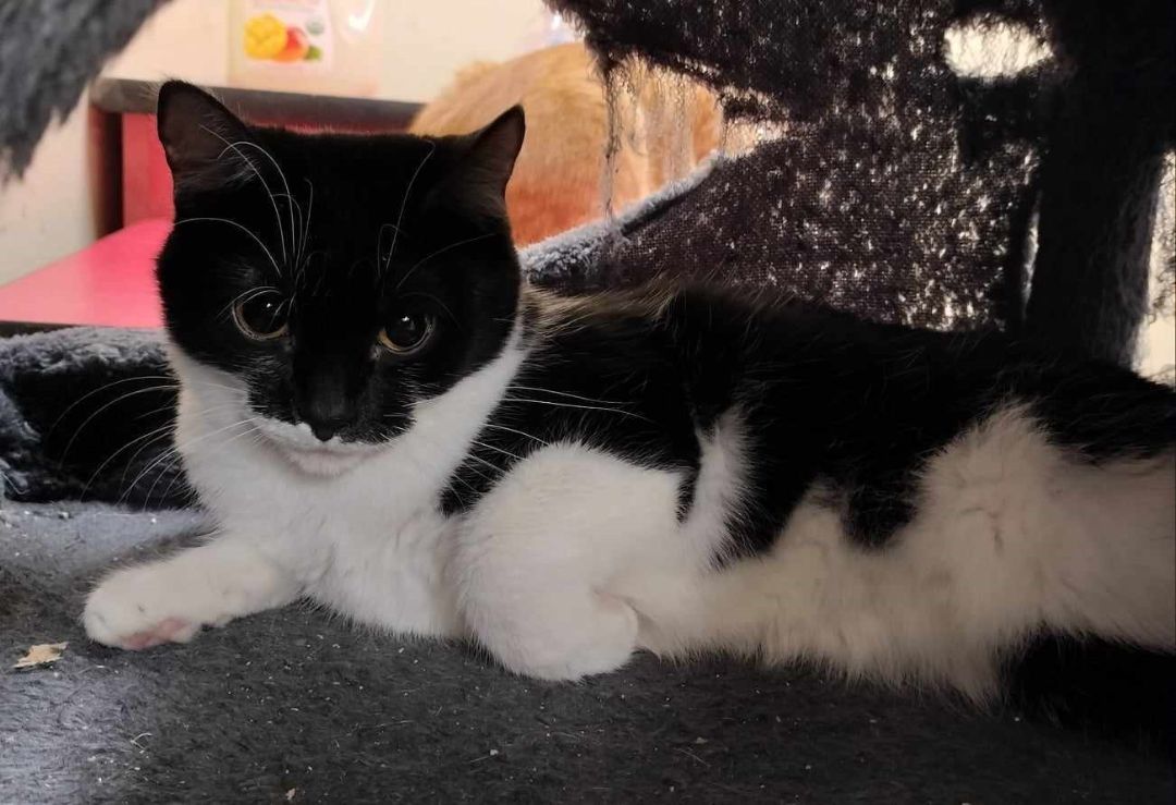 NICOLE HAUGHT, a Adoptable mixed breed in HEMET, CA image 5/6