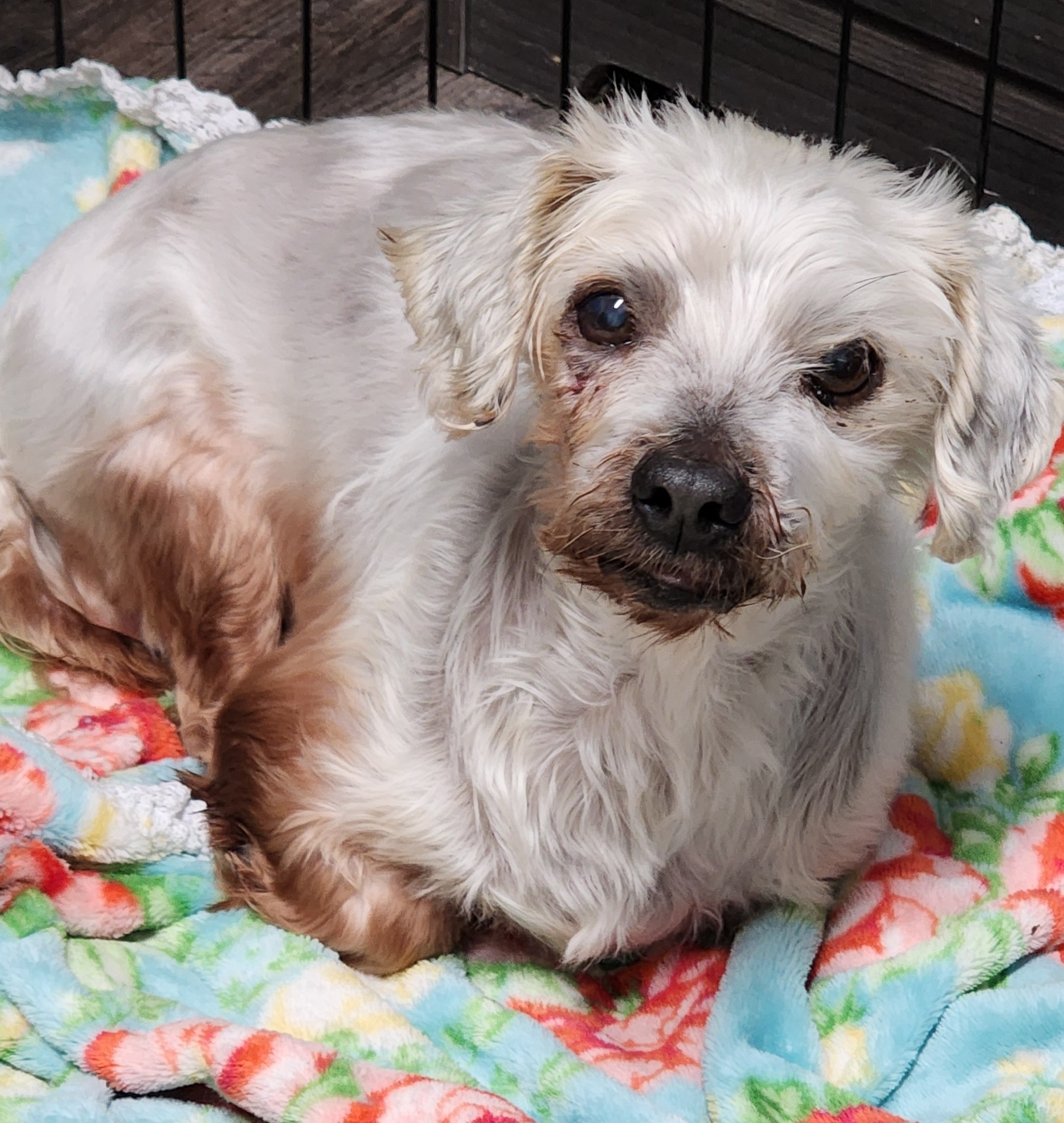 Arthur, an adopted Poodle in Momence, IL_image-1