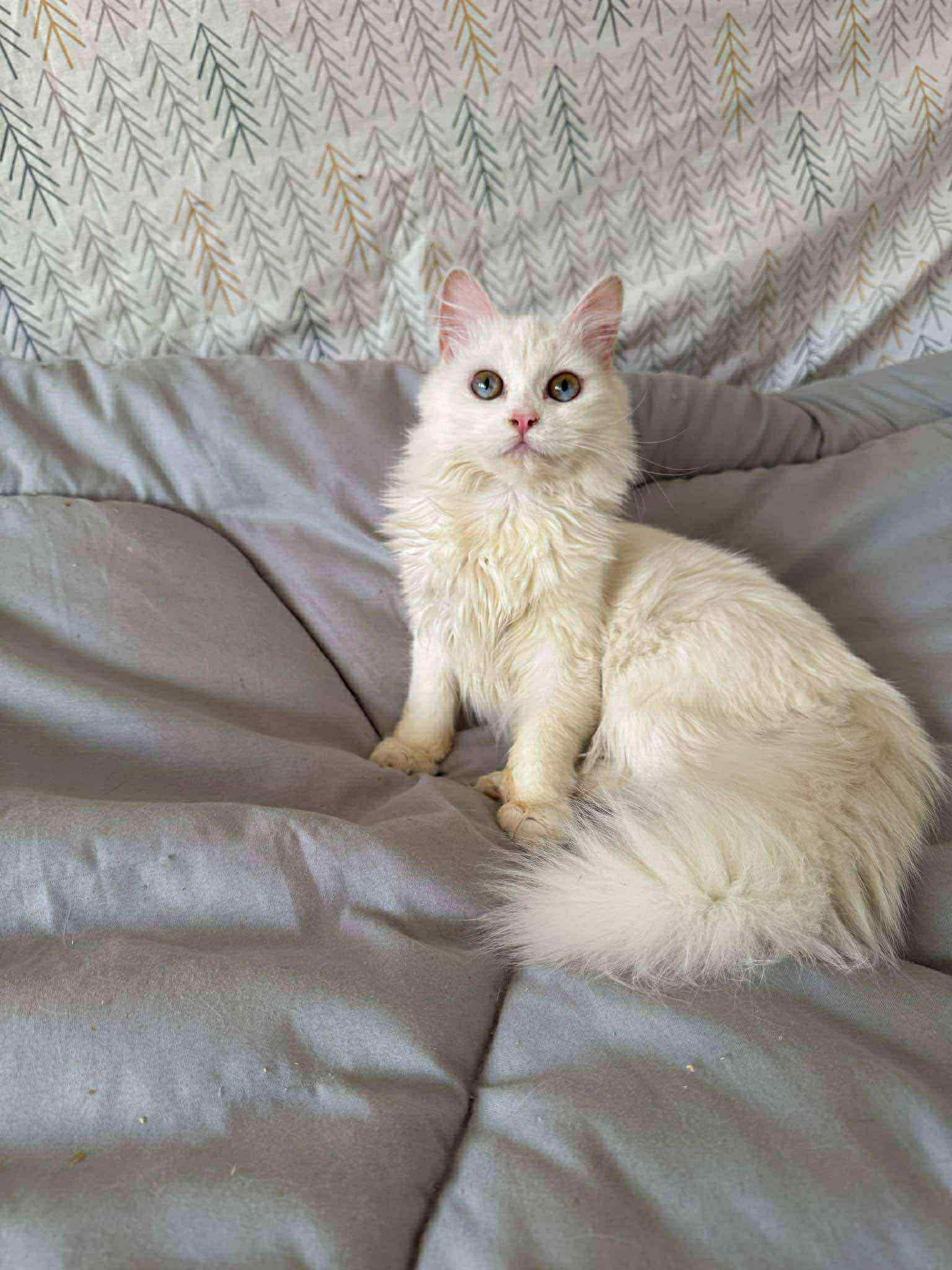 Mayonnaise - deaf, an adoptable Ragdoll, Turkish Angora in Brampton, ON, L6P 2E9 | Photo Image 1