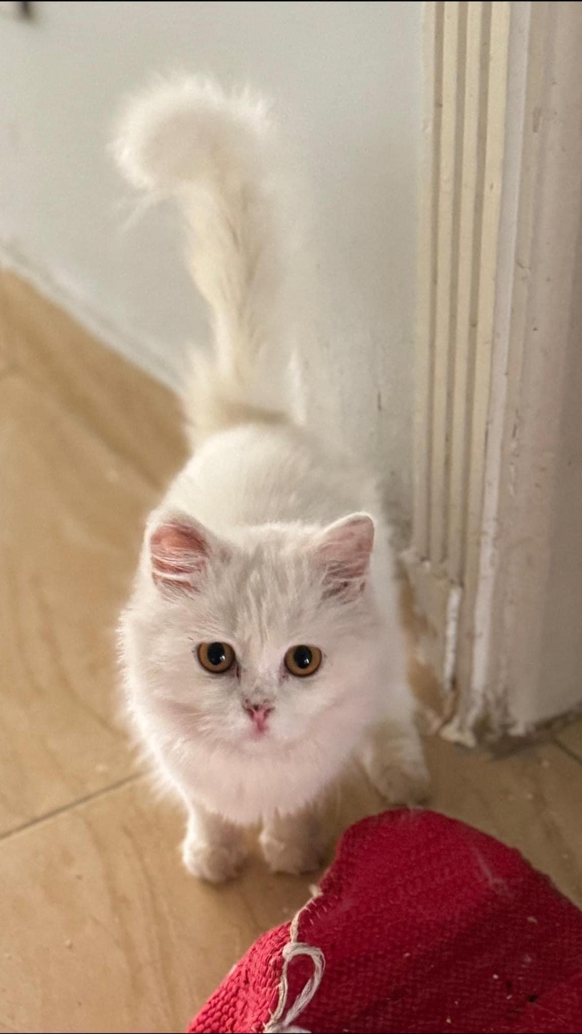 Mayonnaise - deaf, an adoptable Ragdoll, Turkish Angora in Brampton, ON, L6P 2E9 | Photo Image 3