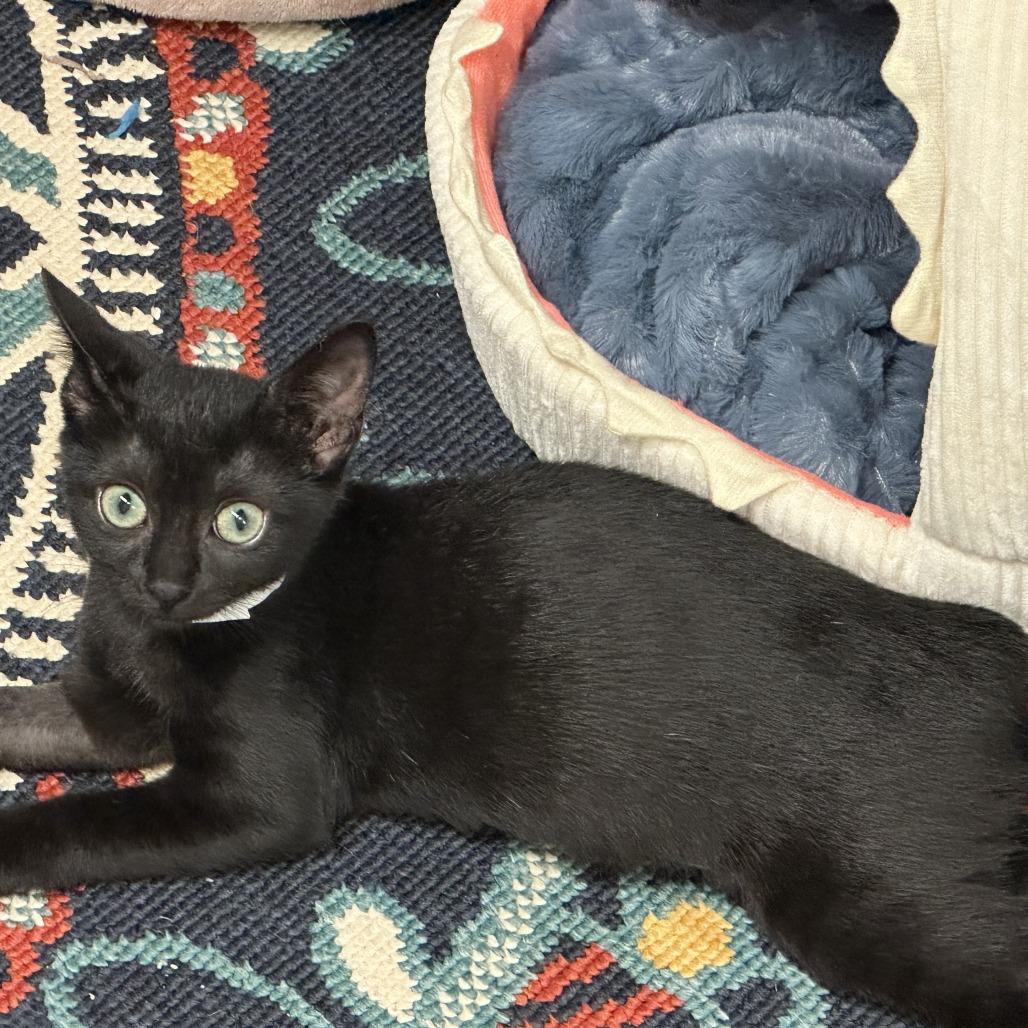 Enlarge Ash, a Adoptable Domestic Short Hair in Opelika, AL image 1/2