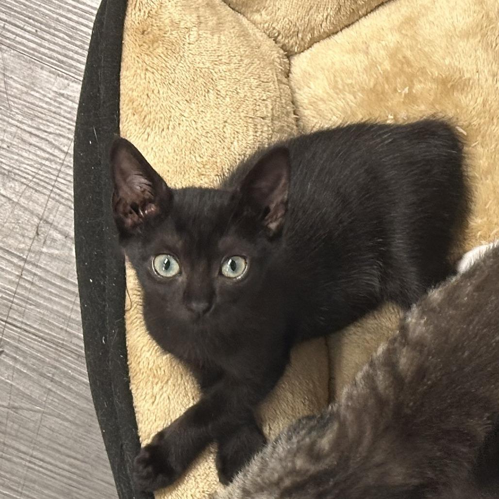Enlarge Ash, a Adoptable Domestic Short Hair in Opelika, AL image 2/2