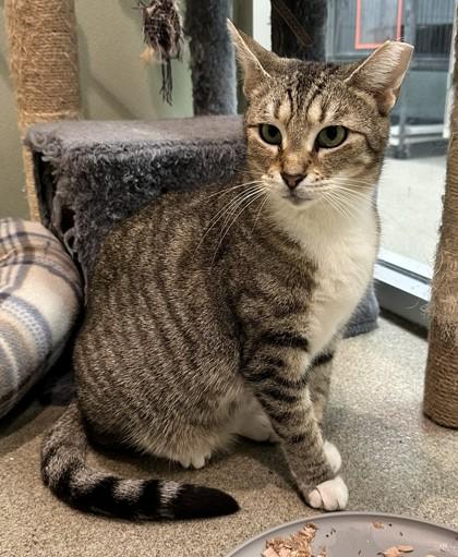 Cammy, Adoptable, Adult Female Domestic Short Hair & Domestic Short Hair.