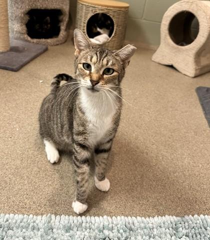 Enlarge Cammy, a Adoptable Domestic Short Hair in Palm Coast, FL image 2/2