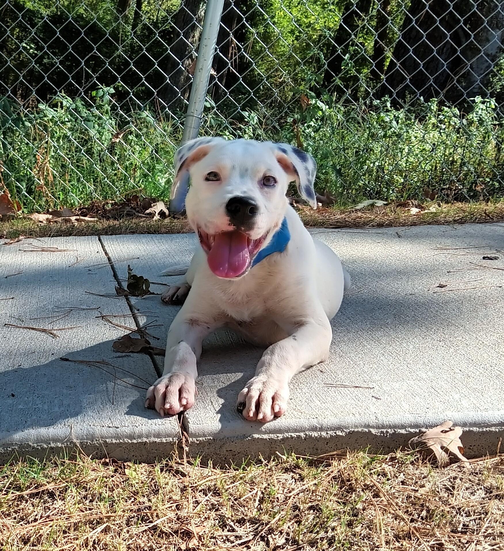 Judge, Adoptable, Puppy Male Pit Bull Terrier.