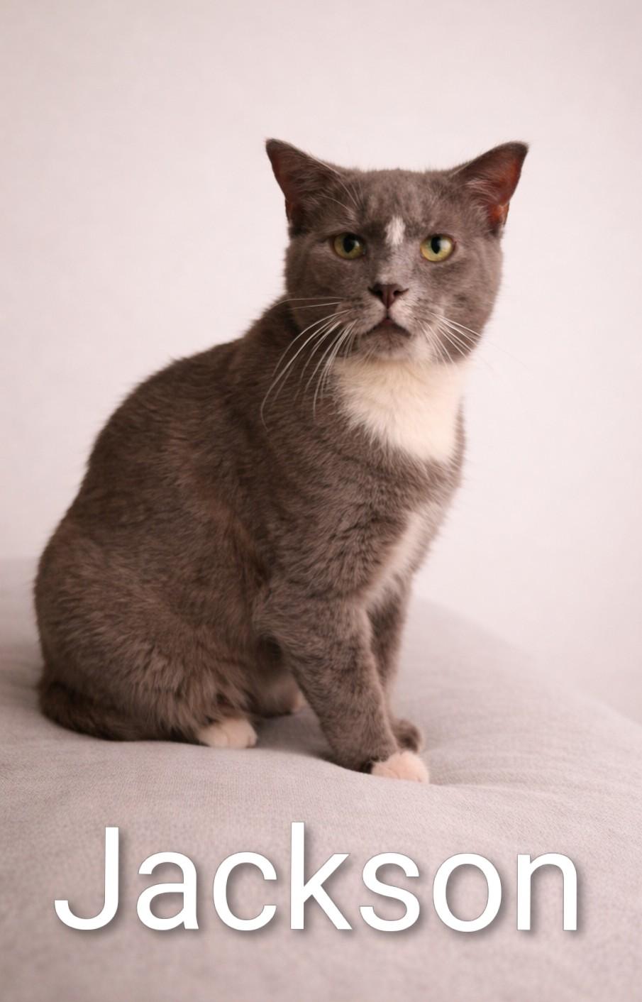Jackson, ADOPTABLE, Adult Male Domestic Short Hair.
