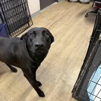 Enlarge Ozzie, a Adoptable Black Labrador Retriever in Port Aransas, TX image 1/1