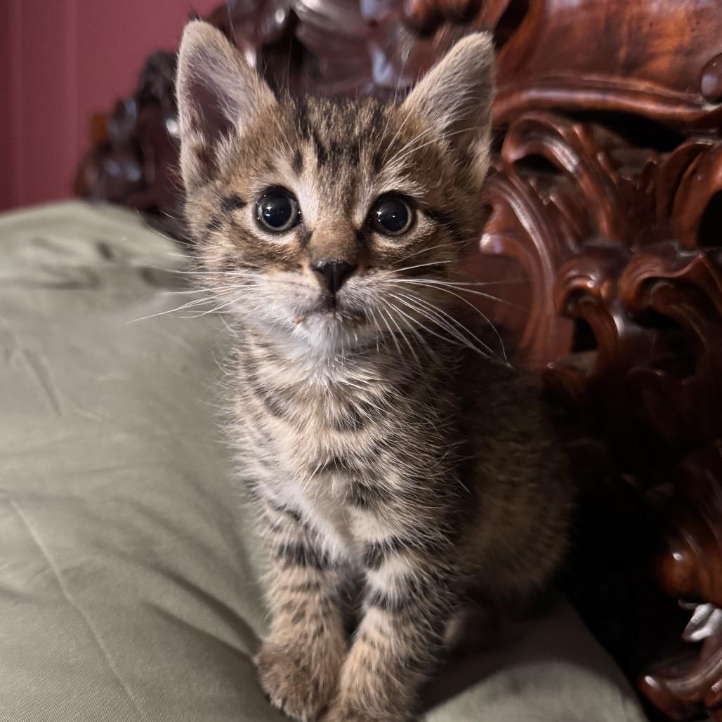 ElCon, Adoptable, Kitten Male Domestic Short Hair.