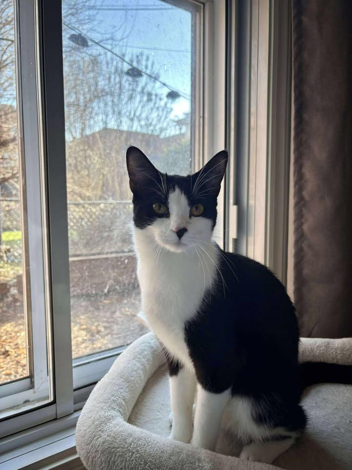 Enlarge Leila, a Adopted Tuxedo in Montreal-Nord, QC image 4/6