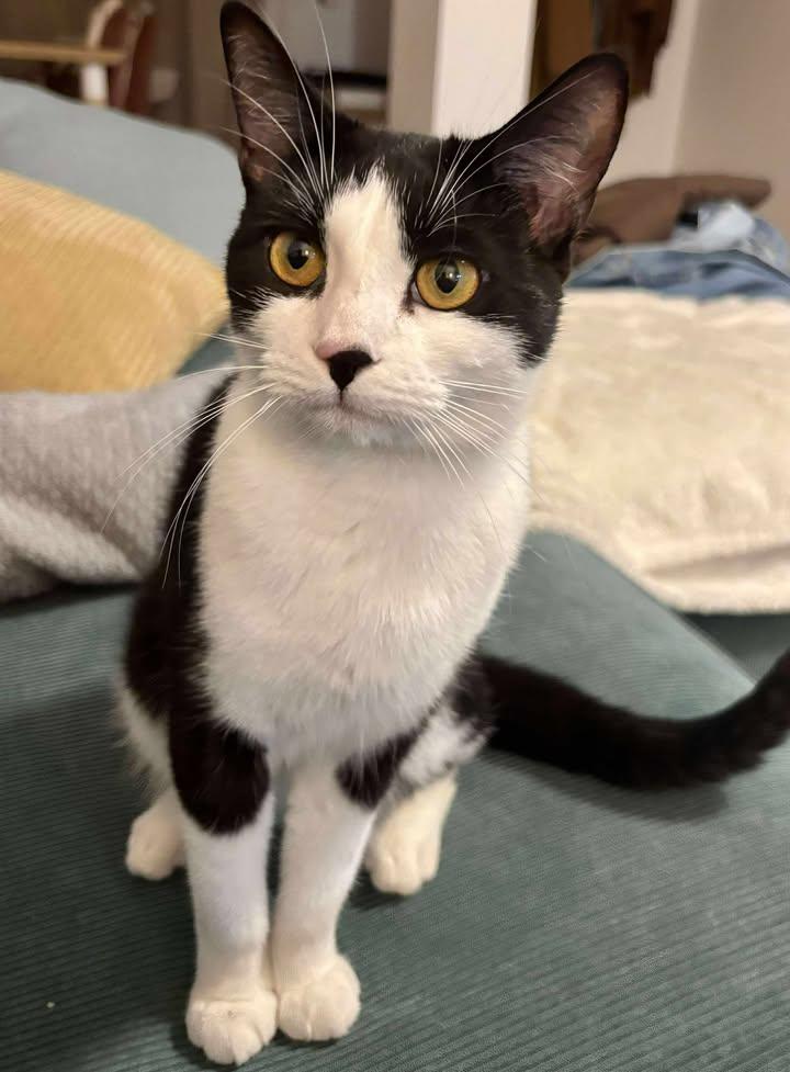 Enlarge Leila, a Adopted Tuxedo in Montreal-Nord, QC image 5/6