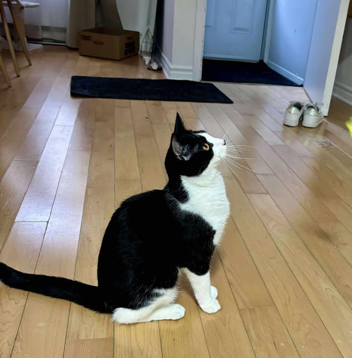 Enlarge Leila, a Adopted Tuxedo in Montreal-Nord, QC image 1/6