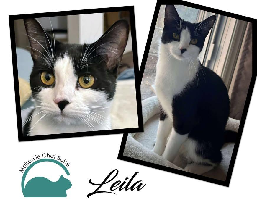 Enlarge Leila, a Adopted Tuxedo in Montreal-Nord, QC image 2/6