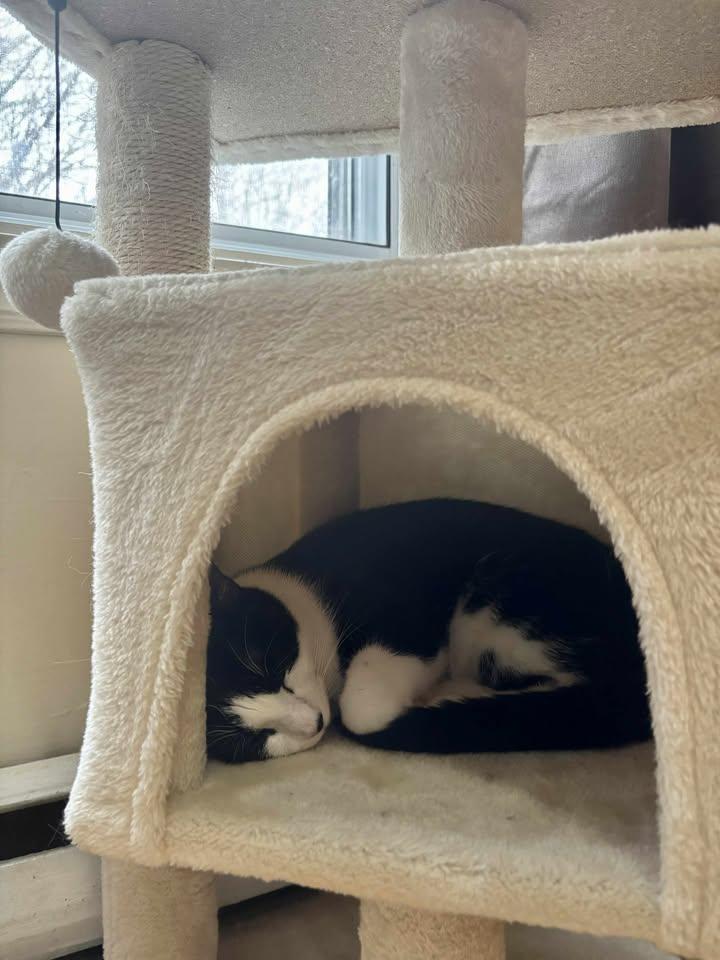 Enlarge Leila, a Adopted Tuxedo in Montreal-Nord, QC image 6/6