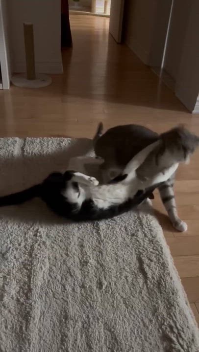 Enlarge Leila, a Adopted Tuxedo in Montreal-Nord, QC video 3/6