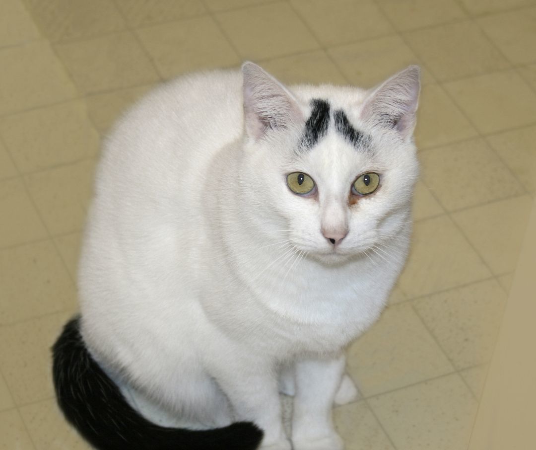 Delilah, a Adoptable mixed breed in Victoria, MN image 2/3