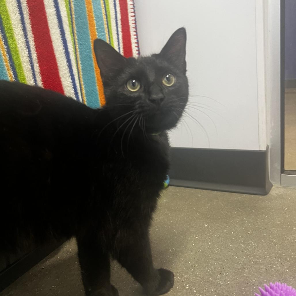 Enlarge Augustus Maywho, a Adoptable Domestic Short Hair in Fort Wayne, IN image 1/2