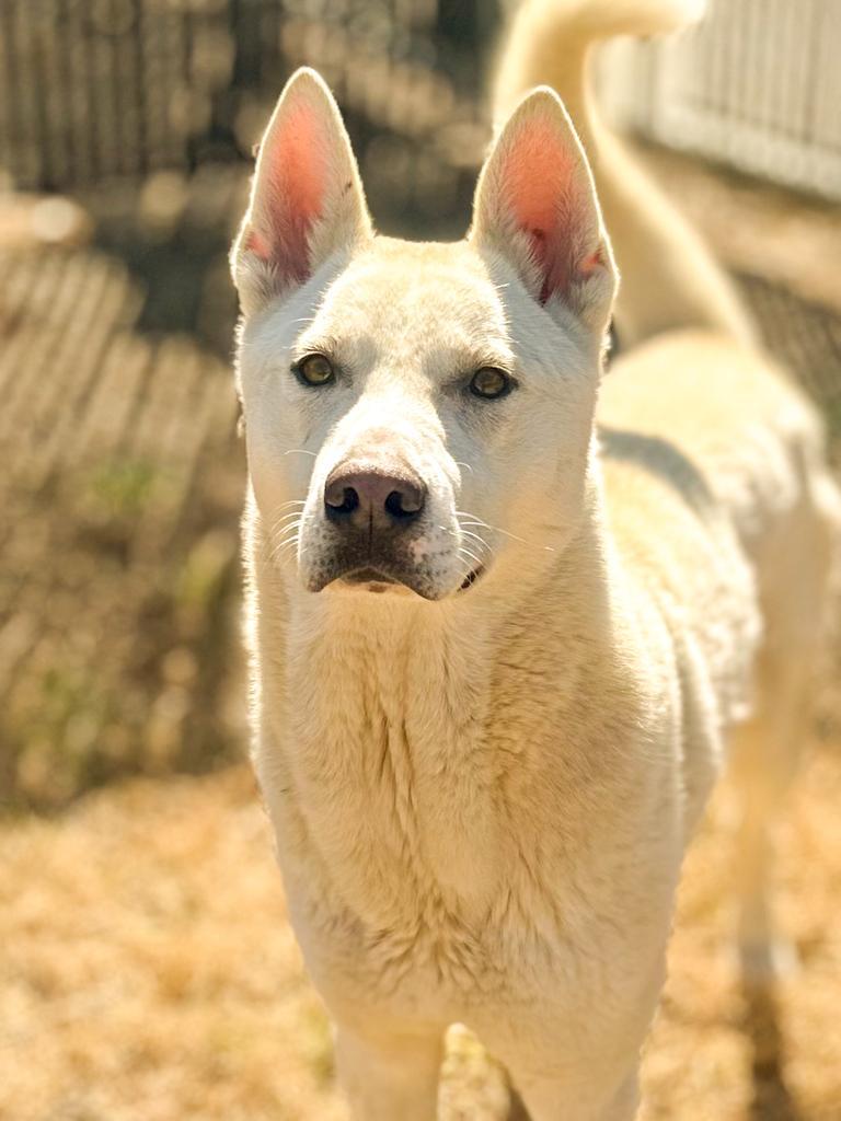 Enlarge Milo, a Adoptable mixed breed in Springfield, TN image 1/6