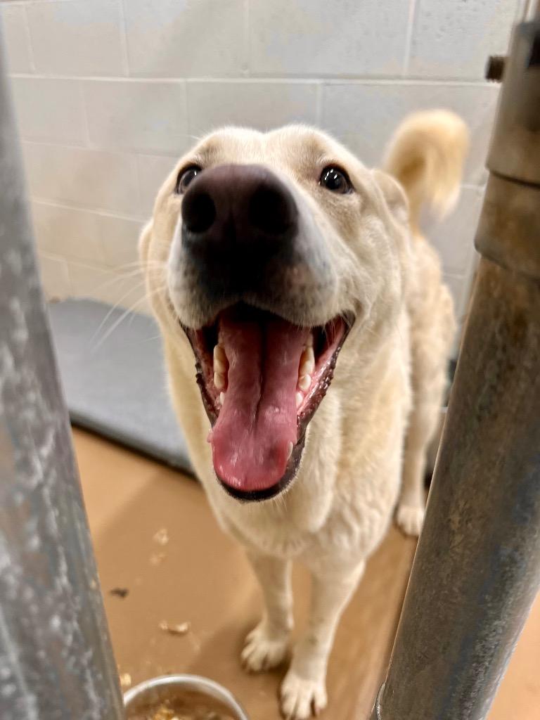 Milo, Adoptable, Adult Male Siberian Husky & Labrador Retriever.