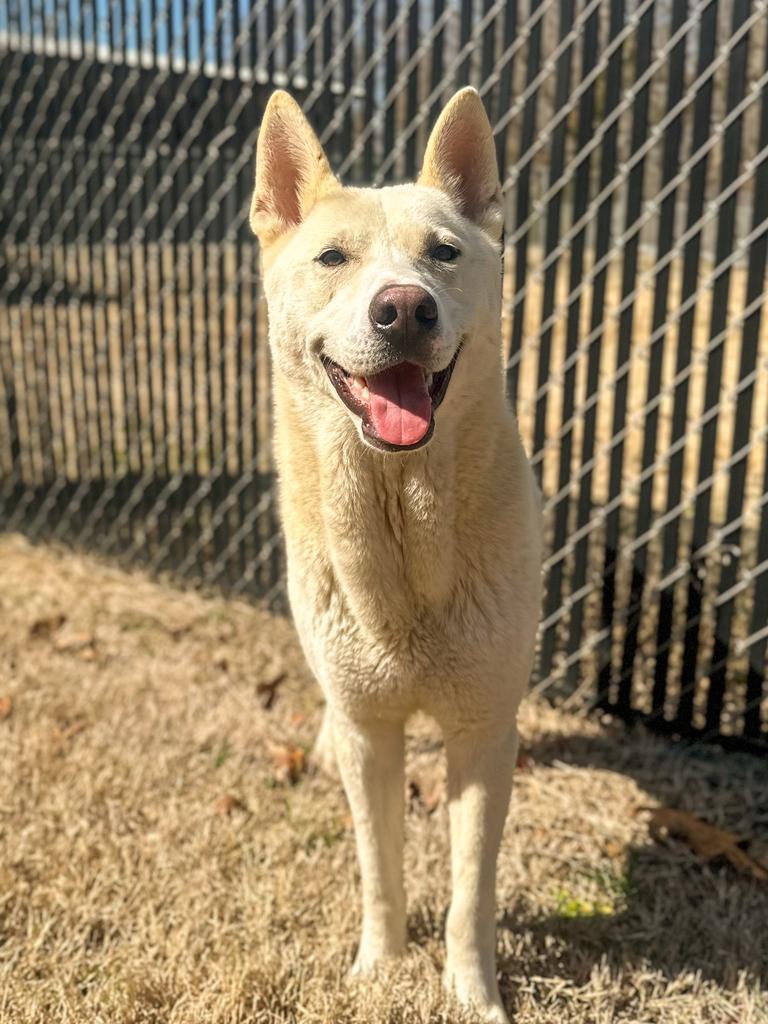 Enlarge Milo, a Adoptable mixed breed in Springfield, TN image 4/6