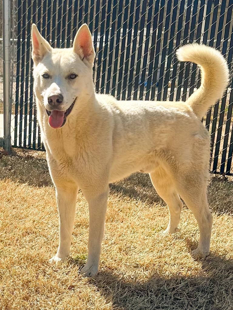 Enlarge Milo, a Adoptable mixed breed in Springfield, TN image 5/6