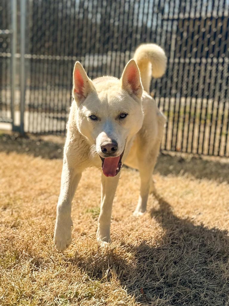 Enlarge Milo, a Adoptable mixed breed in Springfield, TN image 6/6