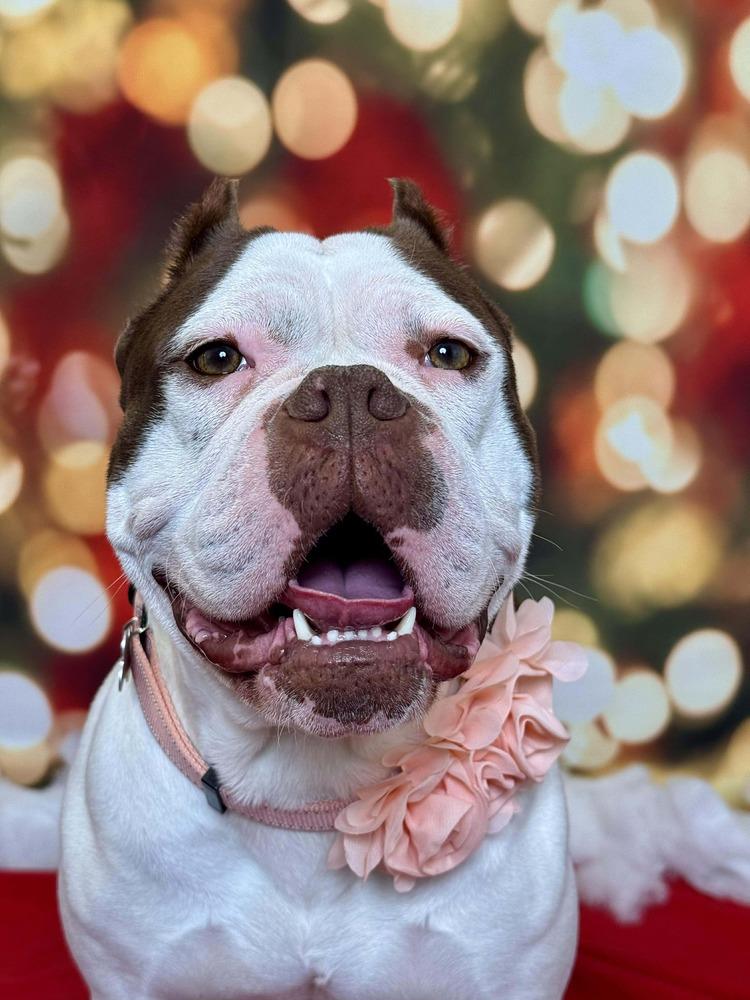 Candied Yams, Adoptable, Adult Female Mixed Breed.