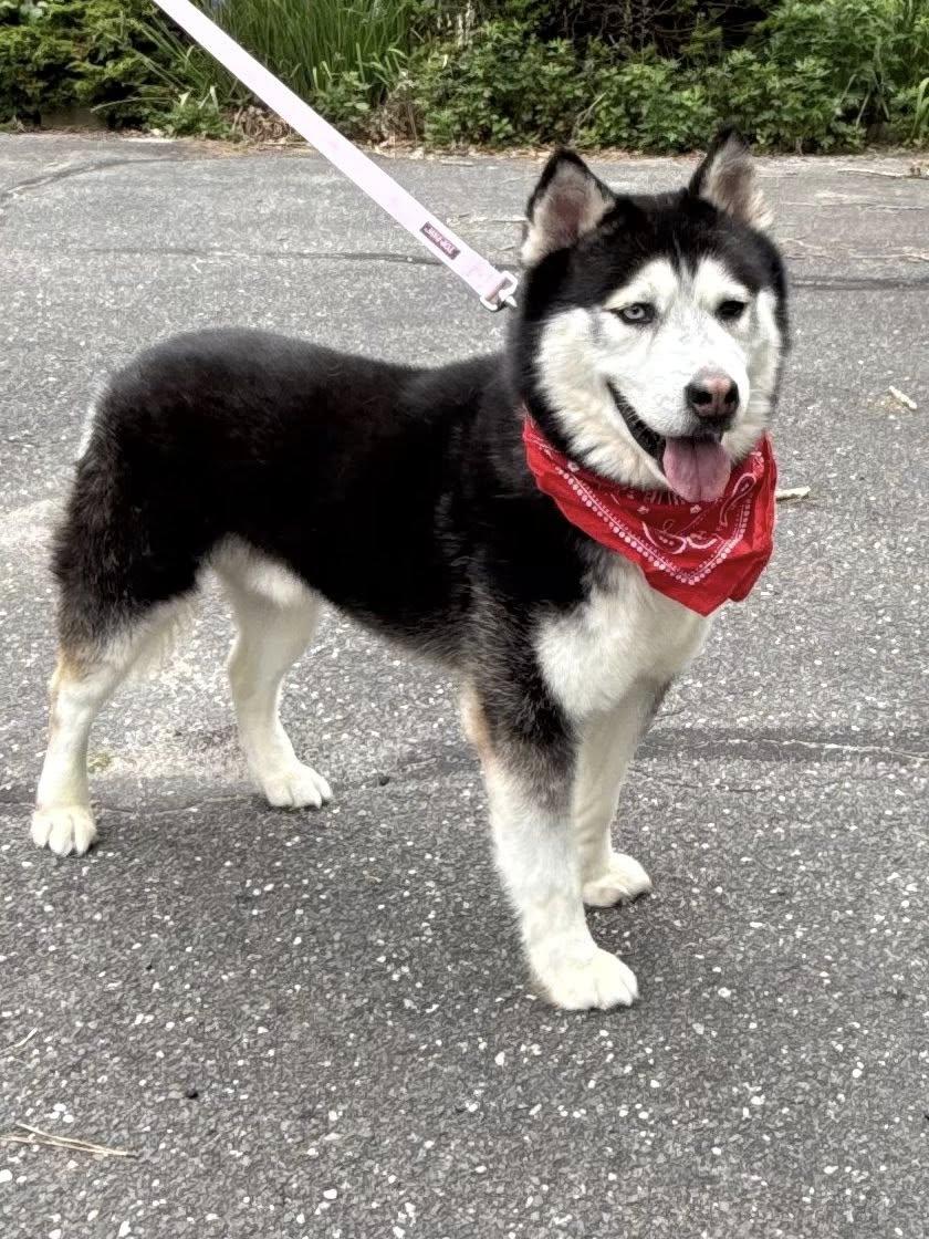 Enlarge Ahkato, a Adoptable Siberian Husky in Old Westbury, NY image 2/6