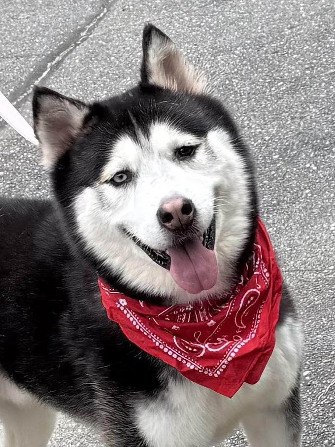 Enlarge Ahkato, a Adoptable Siberian Husky in Old Westbury, NY image 4/6