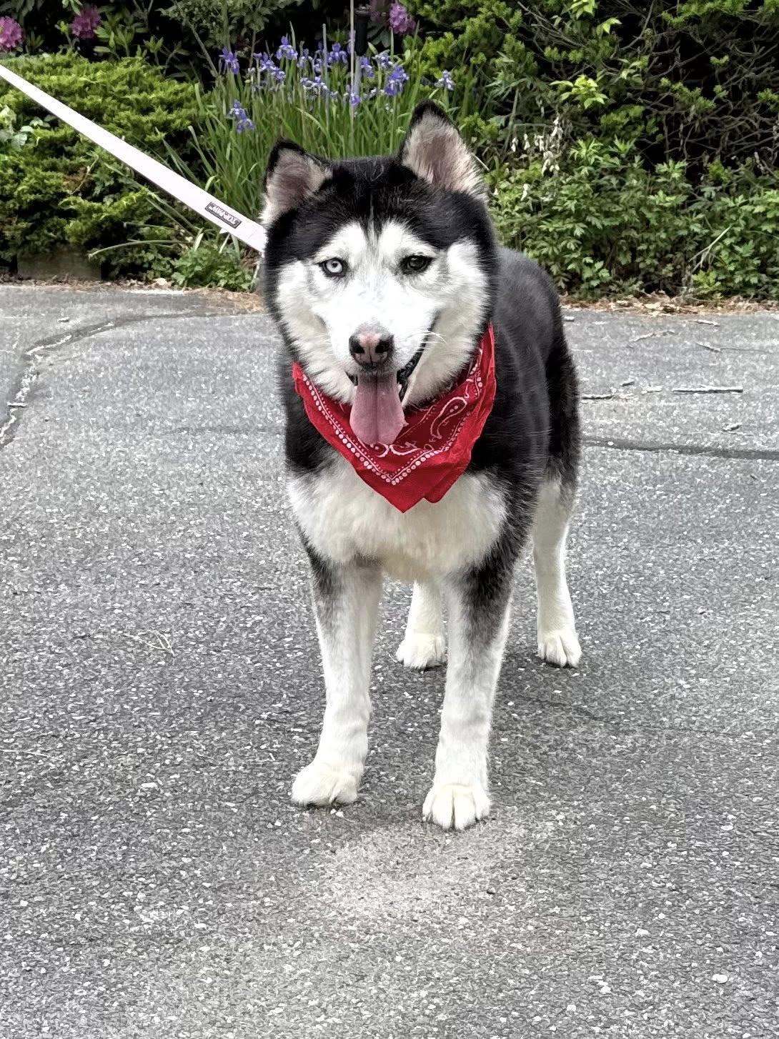 Enlarge Ahkato, a Adoptable Siberian Husky in Old Westbury, NY image 6/6
