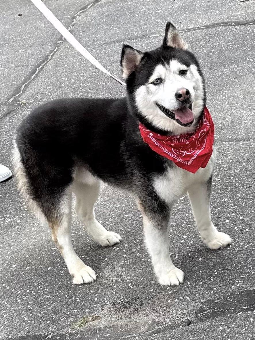 Enlarge Ahkato, a Adoptable Siberian Husky in Old Westbury, NY image 3/6