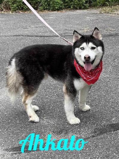 Ahkato, Adoptable, Adult Male Siberian Husky.