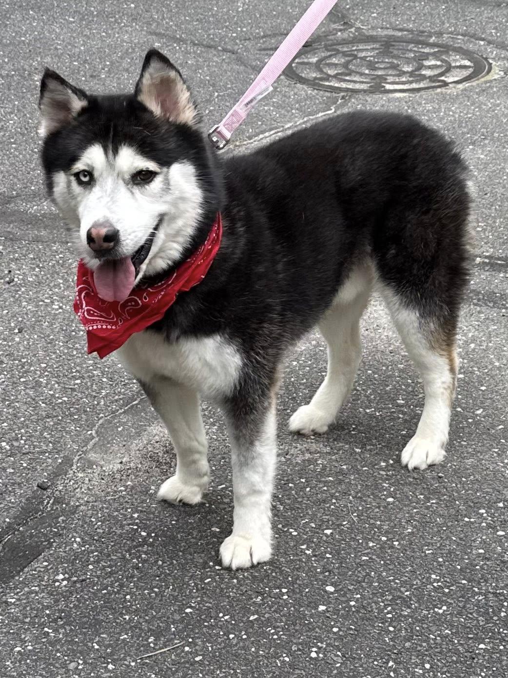 Enlarge Ahkato, a Adoptable Siberian Husky in Old Westbury, NY image 5/6