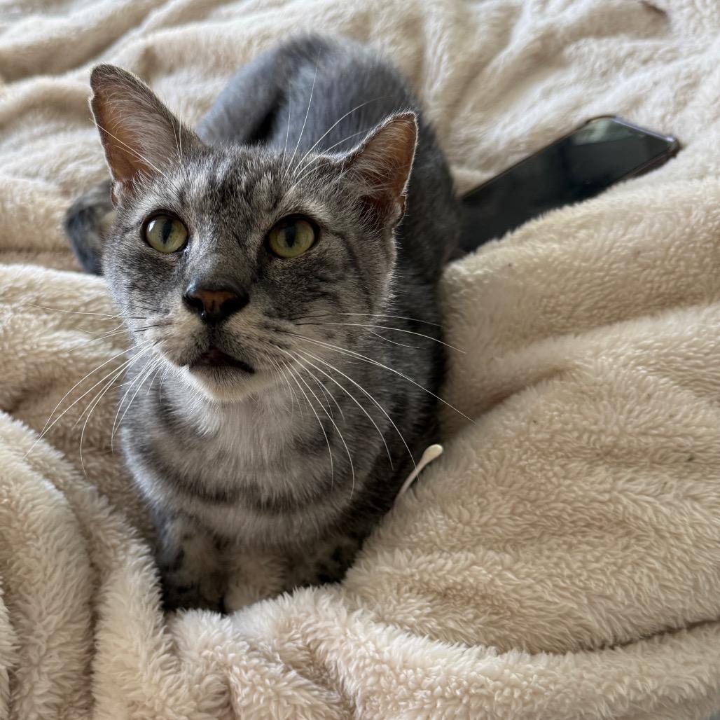 Enlarge Melvin, a Adoptable Domestic Short Hair in Hollywood, FL image 4/4