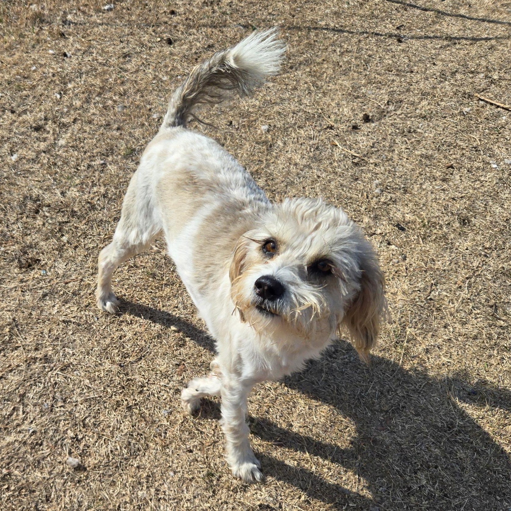 Aubree, ADOPTABLE, Young Female Terrier.