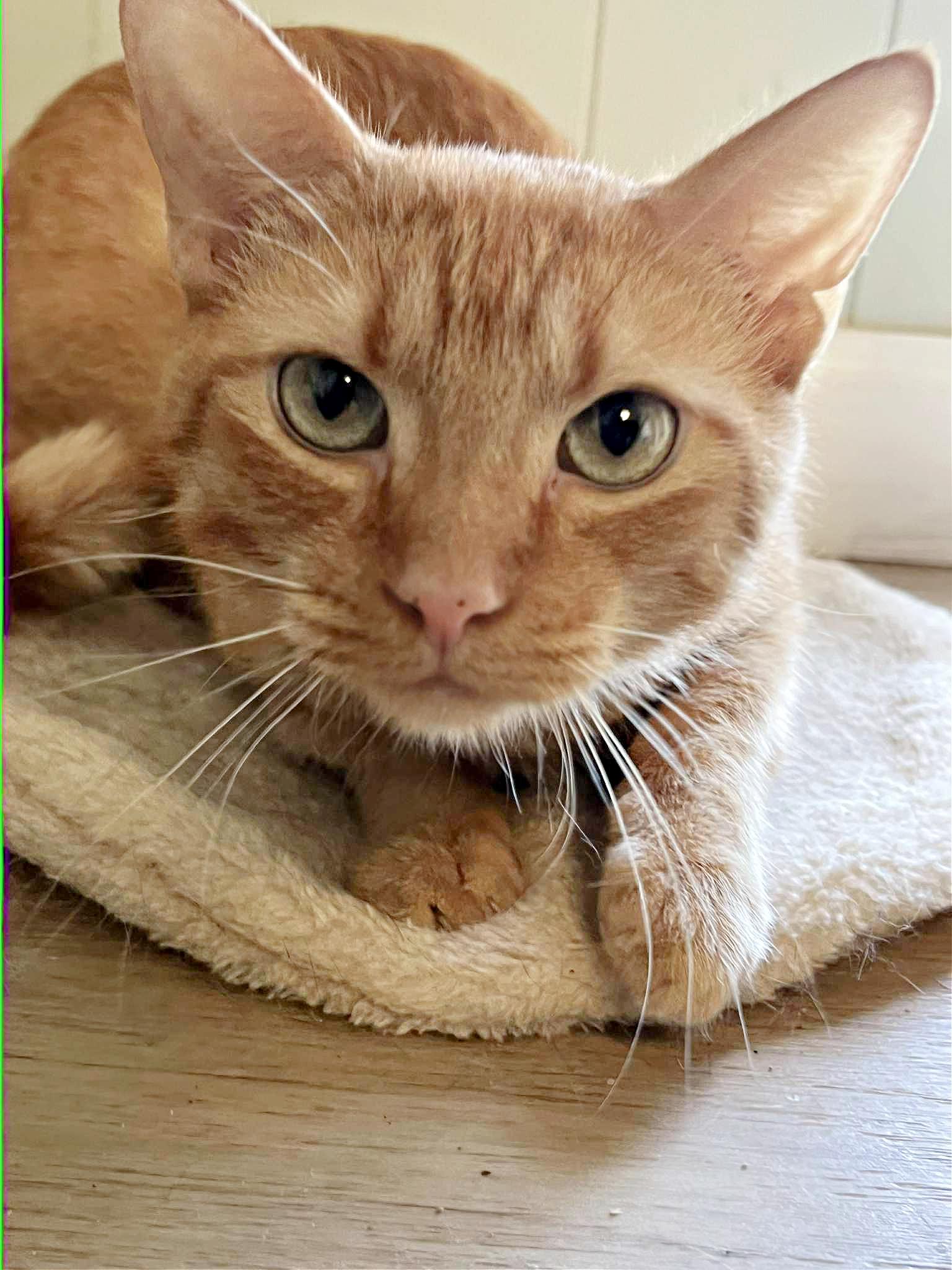 Wink (Millington, TN), Adoptable, Adult Male Tabby.