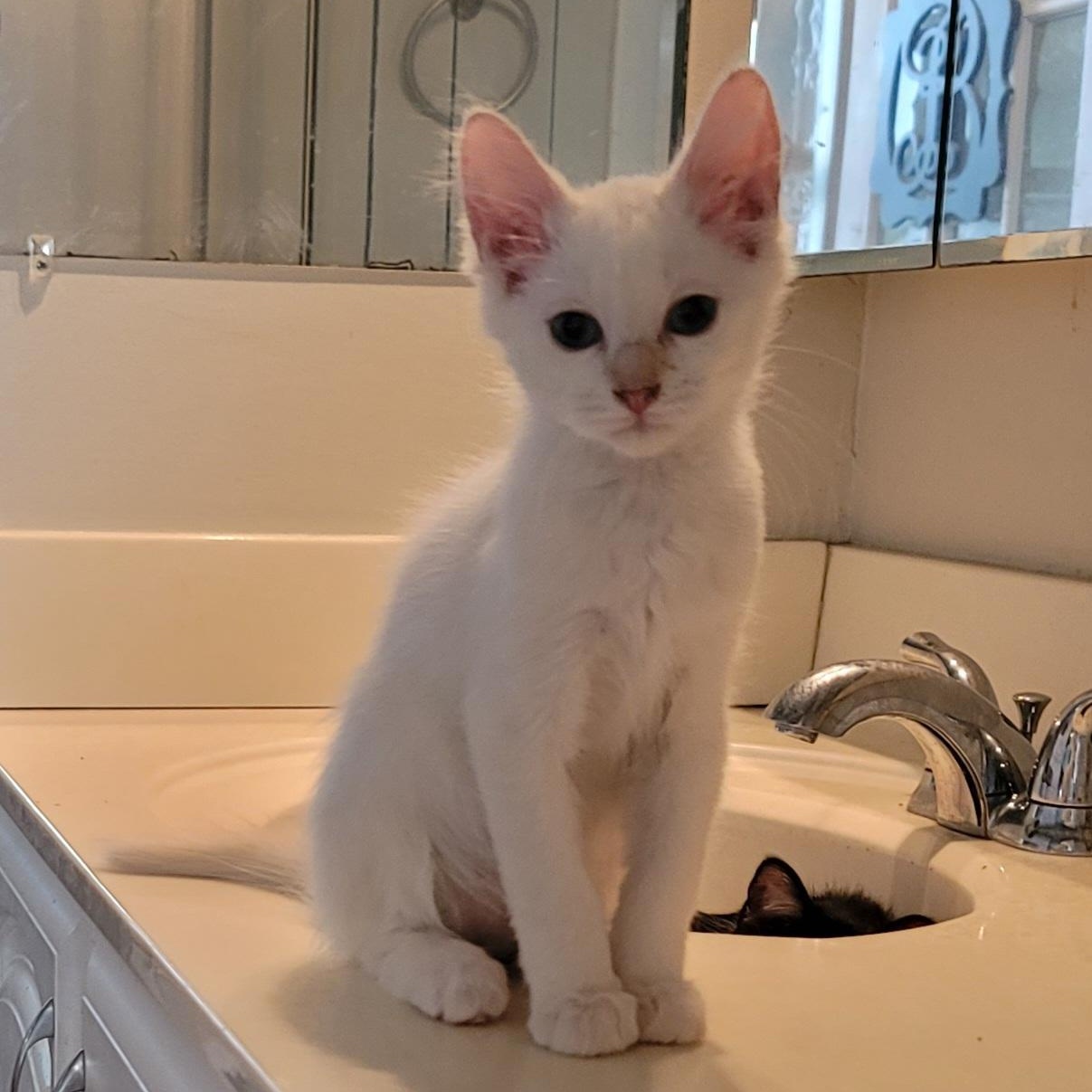 Enlarge Bianco, a Adopted Domestic Medium Hair in Orlando, FL image 1/5