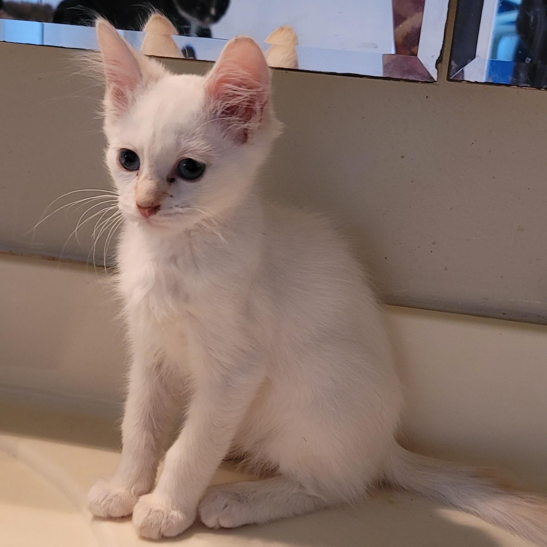 Enlarge Bianco, a Adopted Domestic Medium Hair in Orlando, FL image 3/5