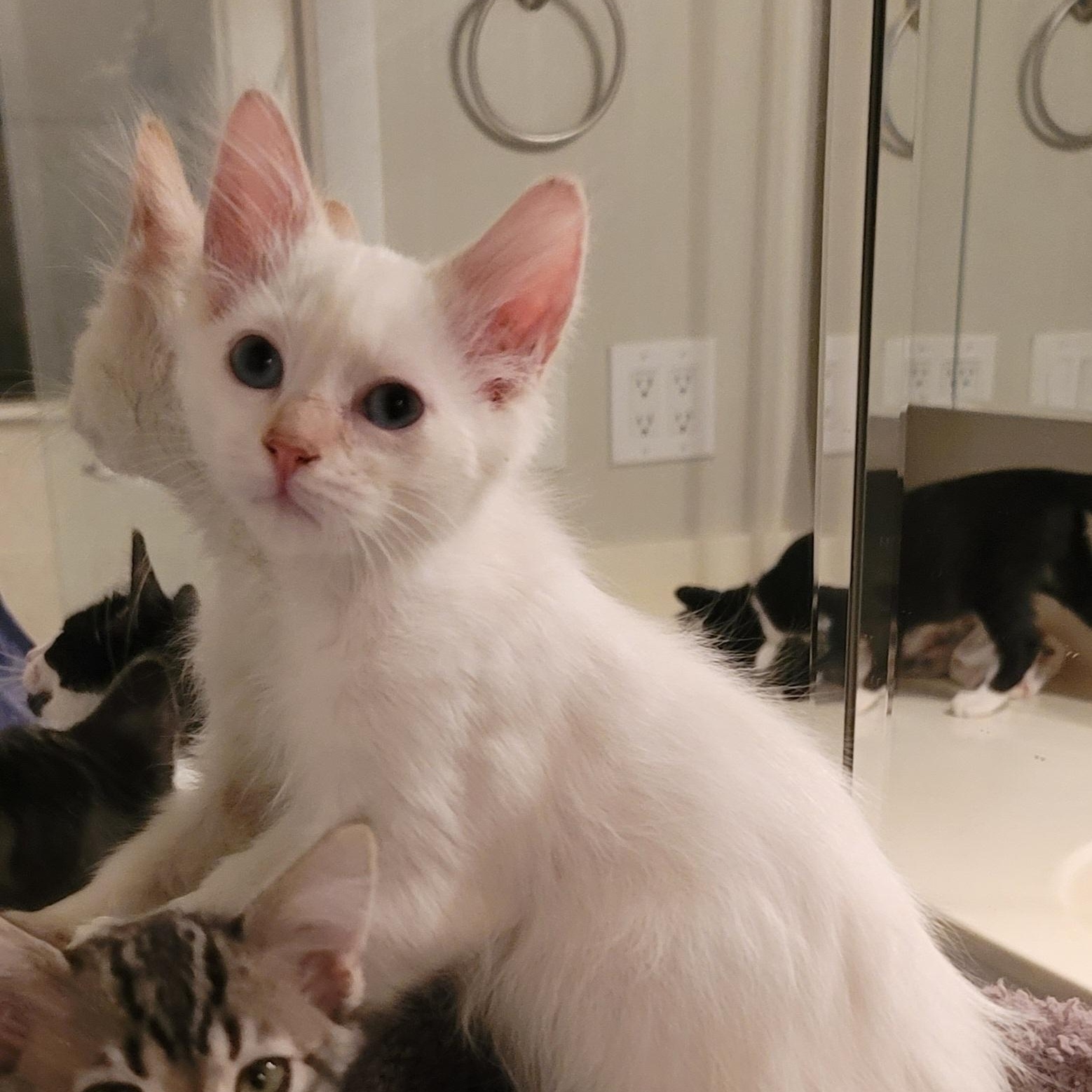 Enlarge Bianco, a Adopted Domestic Medium Hair in Orlando, FL image 5/5